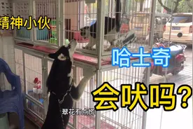 精神小伙哈士奇 据说只会嚎叫不会吠是真的吗？