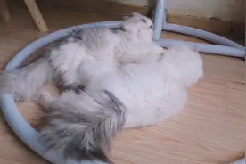 排行老二的猫咪会怎么对待兄弟姐妹视频封面