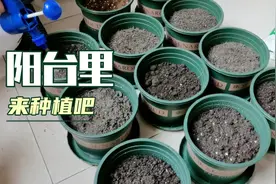 双十一花呗额度提高了，买回来一堆盆，不种点啥可不行视频封面