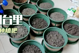 双十一花呗额度提高了，买回来一堆盆，不种点啥可不行视频封面