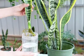 虎皮兰扦插，水培、土培任选其一，3周生根，一盆变多盆视频封面