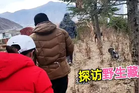 拉萨文成公主停车场突现大批野生藏獒，车友们慌了，群起追之视频封面