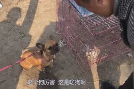 农村狗市现场，上百种品种狗，一只沙皮狗400块钱，值吗？视频封面