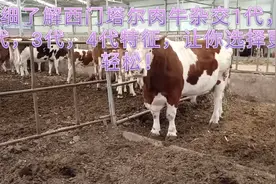 详细了解西门塔尔肉牛杂交1代，2代，3代4代特征，让你选择更轻松视频封面