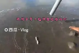 跟胡子哥一起神器捉蝼蛄虾视频封面