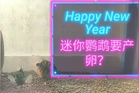 紧急求助 迷你鹦鹉鱼出现这种状况是不是要产卵了？肚子确实挺大