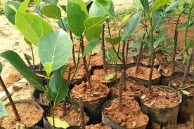 出几十棵无胶菠萝蜜树苗，果肉香甜可口，果肉不沾刀。三年挂果。视频封面