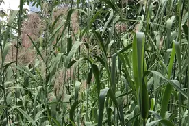 身边的草药（209–3），芦苇叶，清胃火除肺热健胃止呕的草药