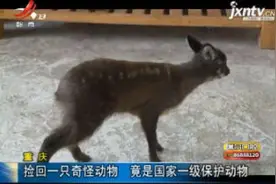 重庆：捡回一只奇怪动物 竟是国家一级保护动物视频封面
