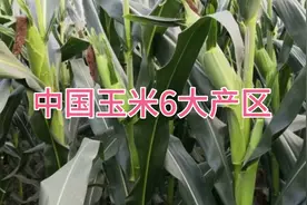 中国玉米6大产区视频封面