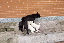 一年14个狗崽，比猪还能生！土狗一年生2次。农村养土狗比猪还好视频封面