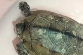 原来乌龟睡觉是这样的 你见过乌龟睡觉吗视频封面