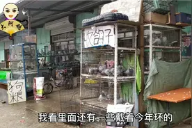 去鸽子市场，发现有个宰杀摊点35一只，还有漏捡起，可惜快递不发视频封面