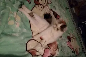 如何叫醒一只贪睡的猫，烦她、盘她就够了