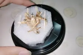 寄居蟹离开螺壳，选择离家出走，看它这样，我只能这样做了