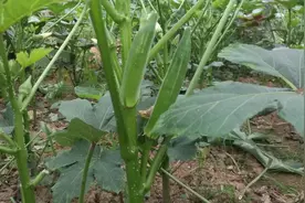 黄秋葵，一种补钙又补肾的蔬菜，市场价8元一斤，农村多种植些视频封面