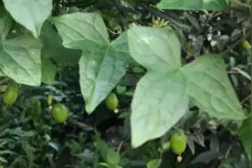 老鼠拉冬瓜，一种可入药却不能煮菜的冬瓜