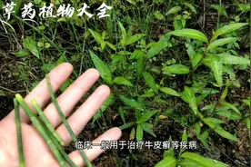 【中草药植物】第一集节节草，明目，散热，止咳，治疗牛皮癣