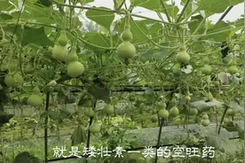 家里种的葫芦不结果怎么办？两个方法大大提高坐果率