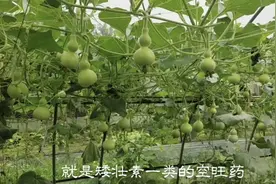 家里种的葫芦不结果怎么办？两个方法大大提高坐果率
