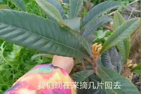 湖北封城，农村媳妇用几片树叶子煮汤，润肺止咳还抗病毒视频封面