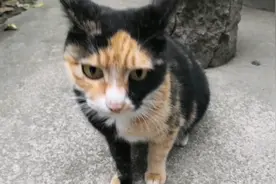 又见海盗船长的御用猫，近距离看看这只让人印象深刻的三花猫吧！