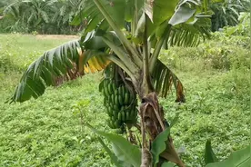 吃香蕉很有学问，老树小香蕉纯天然无污染特别甜，不喷膨大剂。视频封面