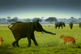 群狮入侵象群，机智的大象布阵保护小象视频封面