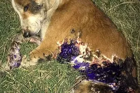 感人！狗狗被工人用沥青烫伤，爱心人士带去治疗最终它放下戒心视频封面