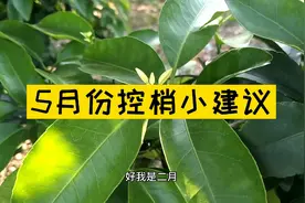 多效唑氟节胺乙氧氟草醚，哪一个对柑橘控梢效果好