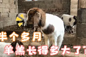 生的最早的小羊羔反而成了最小的了，冬天羊羔长得太慢吗？不明白