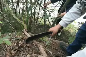 深山老林里的鸡血藤，客家人叫老人根。视频封面