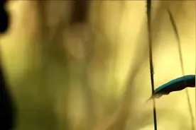 真土味情话？小伙和姑娘约会看战争片......视频封面