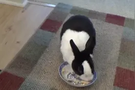 兔子的晚餐，当主人叫它吃香蕉，这货的速度快到令人咋舌