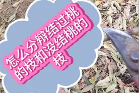 梅姐说:怎么分辩桃树，结过桃的枝和没有结过桃的枝，很简单辩别视频封面