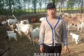 新手想养羊，记住这几点，可以挑选好的母羊，