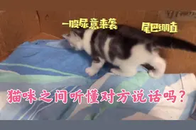 小奶猫想小便憋不住了，急得嗷嗷叫，猫妈瞬间听懂赶紧帮忙排尿！