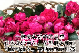 一款种植简单耐热的藤本月季，四季开花，花大艳红，如何修剪施肥视频封面