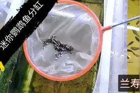 迷你鹦鹉小鱼苗该分缸了 密度太大不长个 一股脑撒进大缸自生自灭视频封面