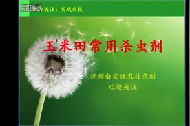 玉米水稻常用杀虫剂怎么选？虫螨腈、虱螨脲、茚虫威详解！视频封面