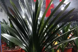 君子兰叶尖干枯发黄的原因