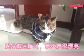 人看衣服马靠鞍，猫咪要想好看，也得打扮，猫咪围嘴做起来