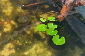 都说白条只能在大水域活，看看在金鱼池活了大半年的白条好状态视频封面