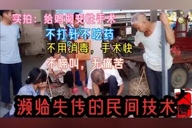 旅行实拍：濒临失传的民间技术，给公鸡做变性手术让公鸡变成母鸡