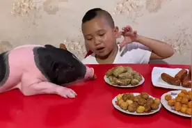 有些人跟猪同吃同住，对待父母都没有对一只猪好。视频封面