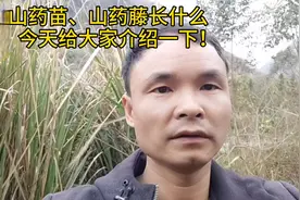 野生山药苗，山药藤、怀山药藤长的是什么样子，今天介绍给大家！视频封面