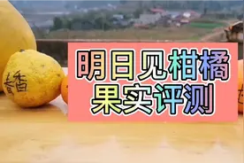 明日见柑橘果实评测，曾卖1000元一个的果子是啥样