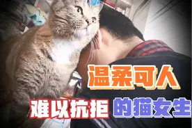 拥有一只温柔黏人的小猫，惊艳了时光，美丽了心情！视频封面