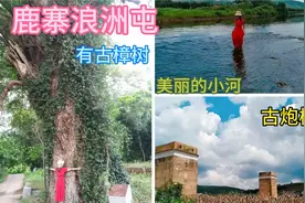 游玩鹿寨寨沙浪洲屯，有古树有古炮楼，还有美丽的小河，快来打卡视频封面