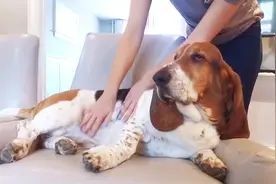 最容易胖的5种狗，“一胖毁所有”，连呼吸都是错的视频封面